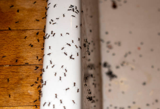 Best Best Pest Control Companies  in Oviedo, FL